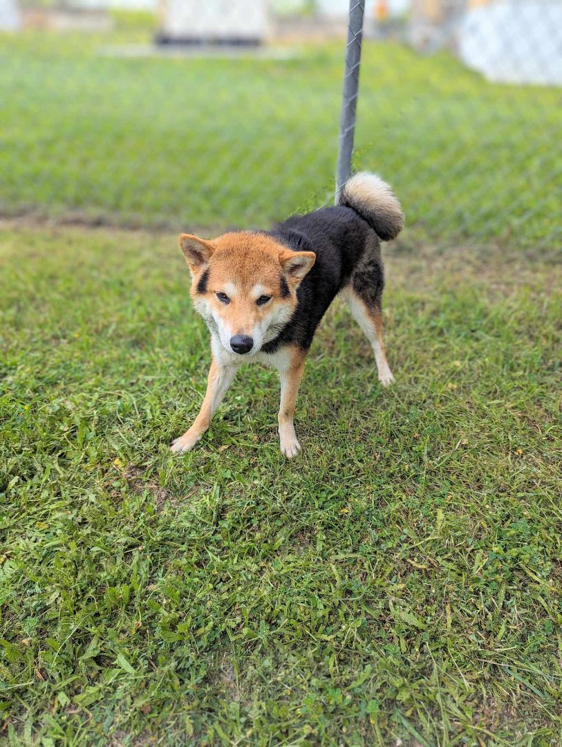 Enlarge Teddy , a Adopted Shiba Inu in Bastrop, TX image 5/6