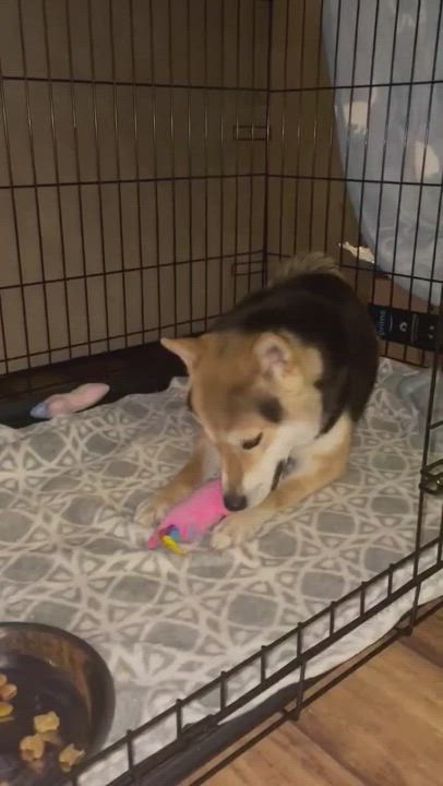 Enlarge Teddy , a Adopted Shiba Inu in Bastrop, TX video 6/6