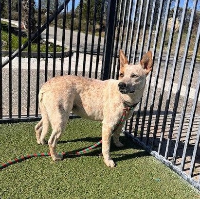 Magenta, ADOPTABLE, Adult Female Cattle Dog.
