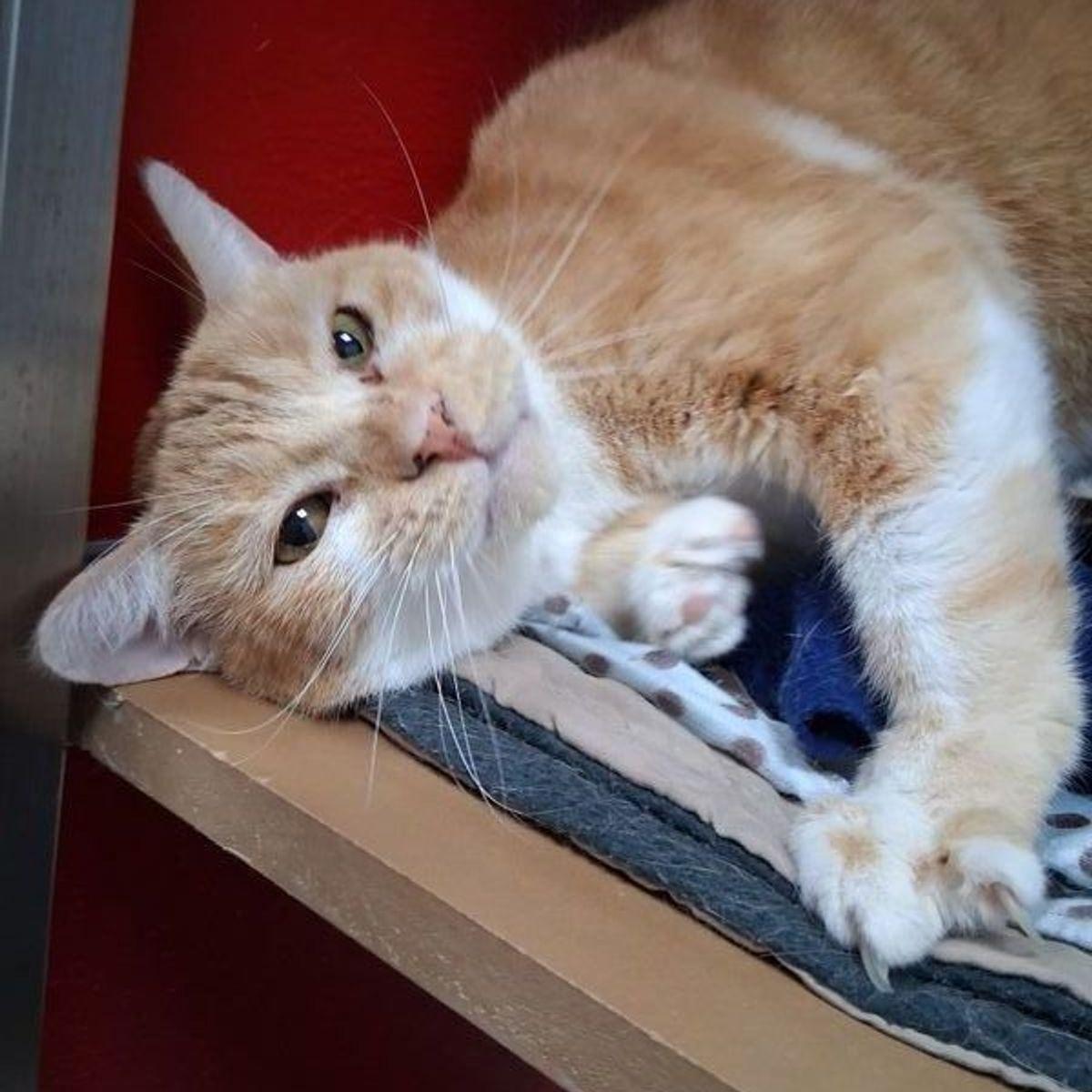 Enlarge Churro, a Adoptable Domestic Short Hair in Lake Havasu City, AZ image 1/3