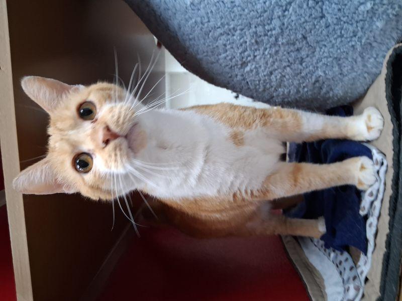 Enlarge Churro, a Adoptable Domestic Short Hair in Lake Havasu City, AZ image 2/3