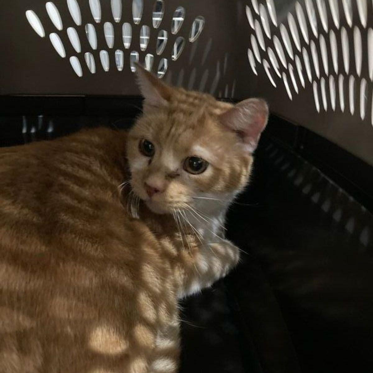 Enlarge Churro, a Adoptable Domestic Short Hair in Lake Havasu City, AZ image 1/1