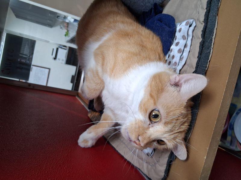 Enlarge Churro, a Adoptable Domestic Short Hair in Lake Havasu City, AZ image 3/3