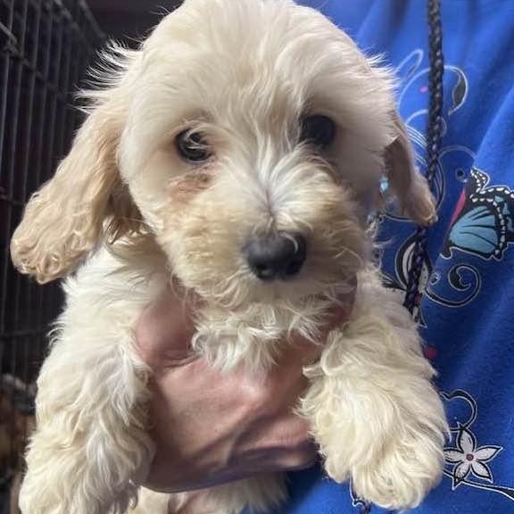 ASTER, ADOPTABLE, Puppy Male Maltipoo.
