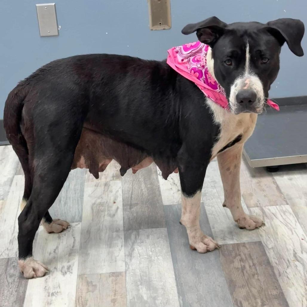 Bella, Adoptable, Adult Female Mixed Breed.