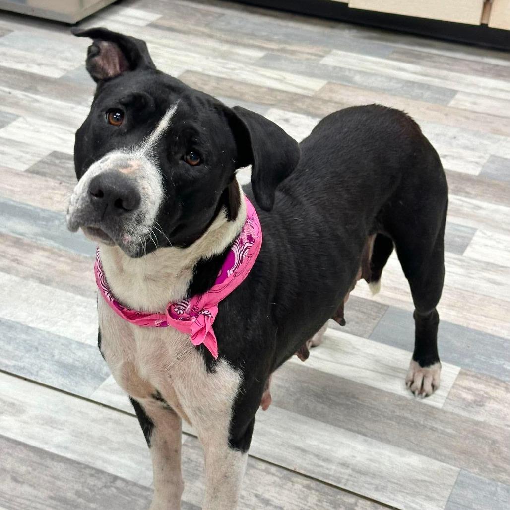 Bella, a Adoptable Mixed Breed in Lufkin, TX image 2/5