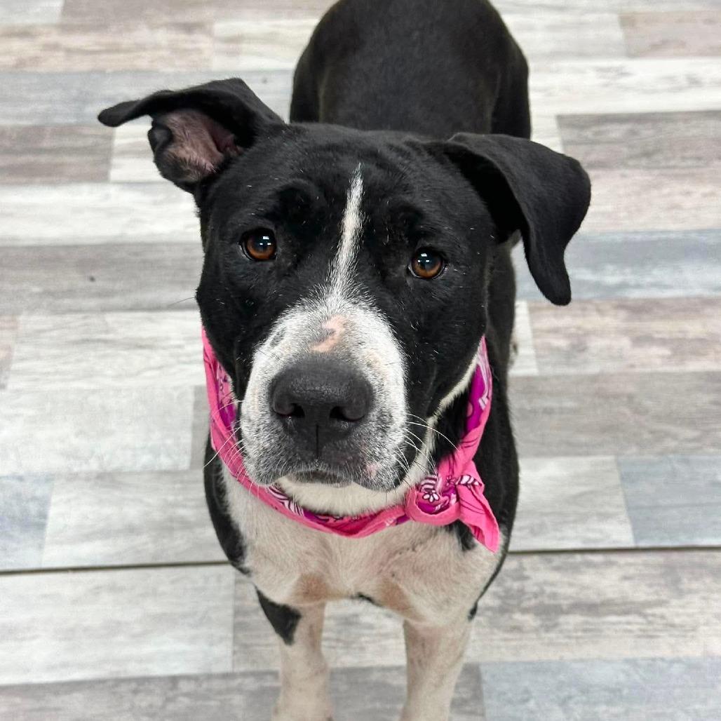 Bella, a Adoptable Mixed Breed in Lufkin, TX image 3/5