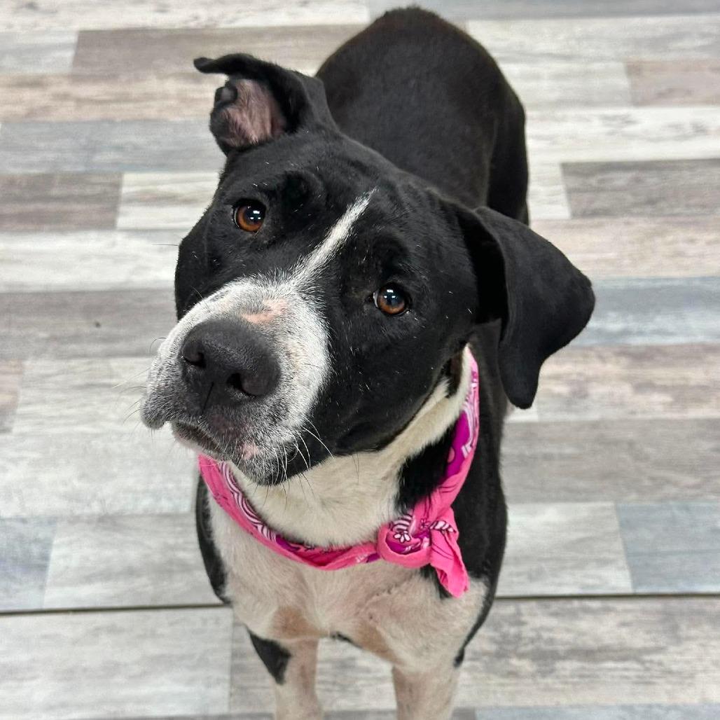 Bella, a Adoptable Mixed Breed in Lufkin, TX image 4/5