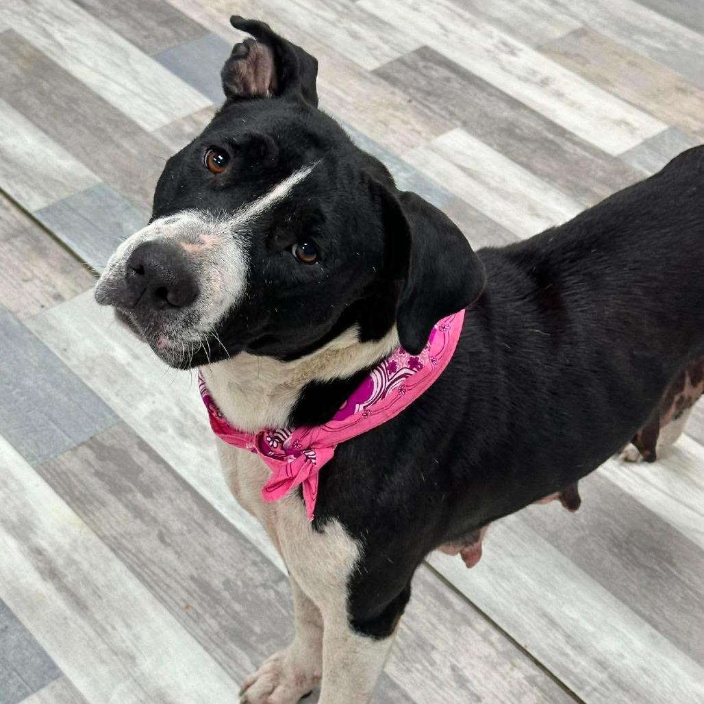 Bella, a Adoptable Mixed Breed in Lufkin, TX image 5/5