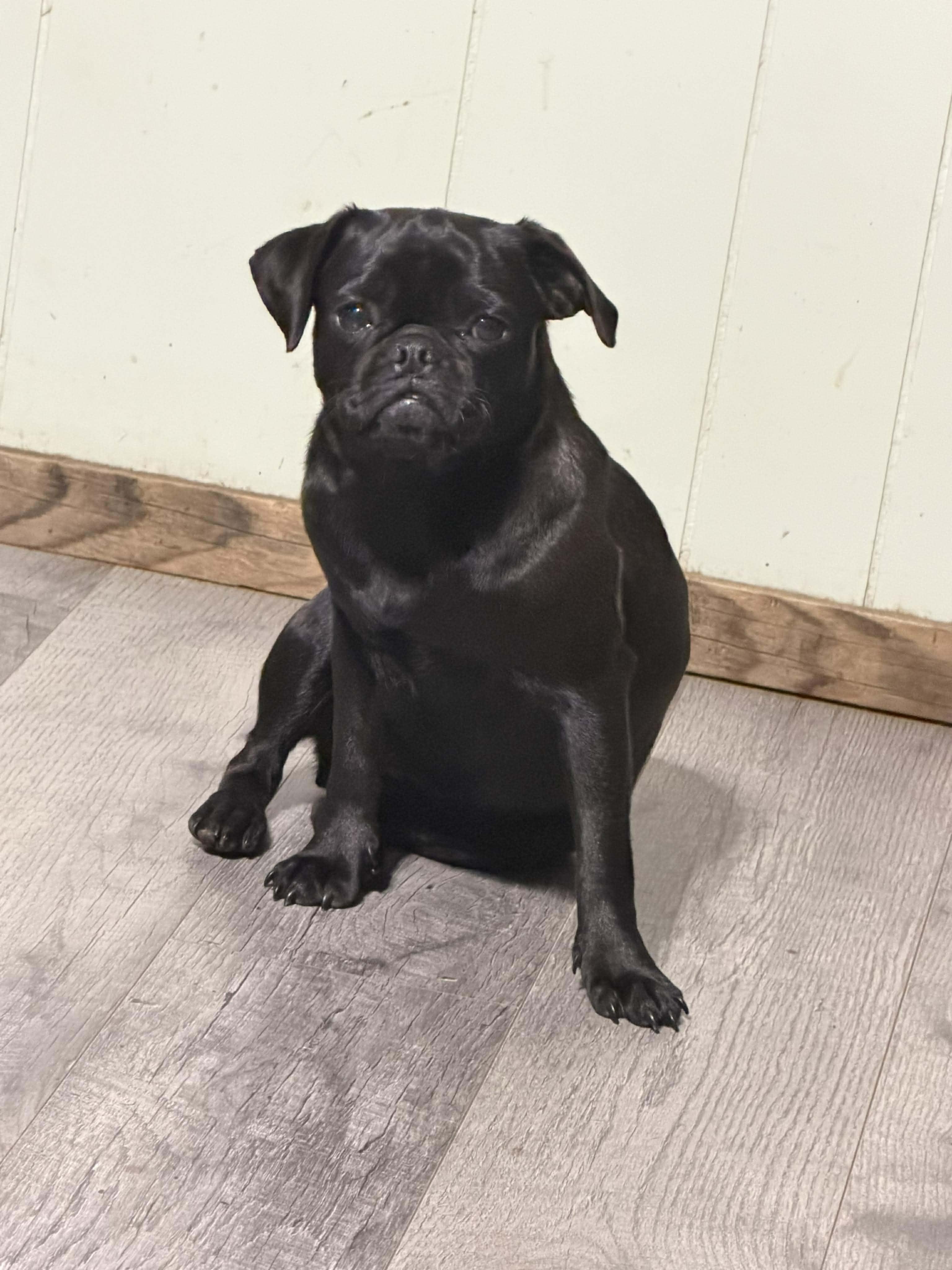 Trixie, adopted, Adult Female Pug.