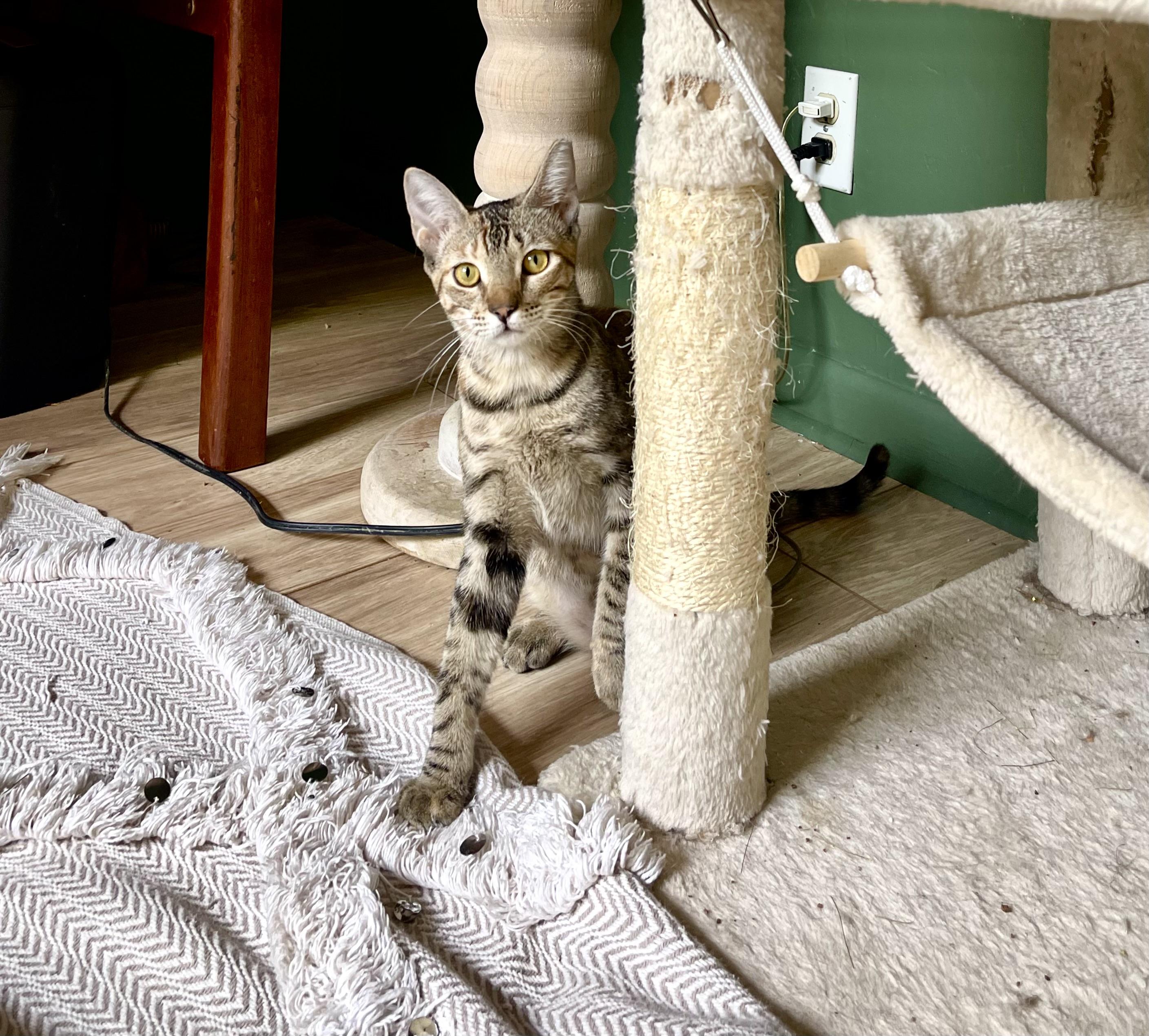 Enlarge Carmella & Taffy BONDED MOM & KIT, a Adoptable mixed breed in Sanbornville, NH image 3/6