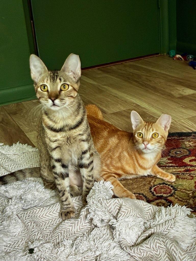 Carmella & Taffy BONDED MOM & KIT, Adoptable, Young Female Domestic Short Hair.