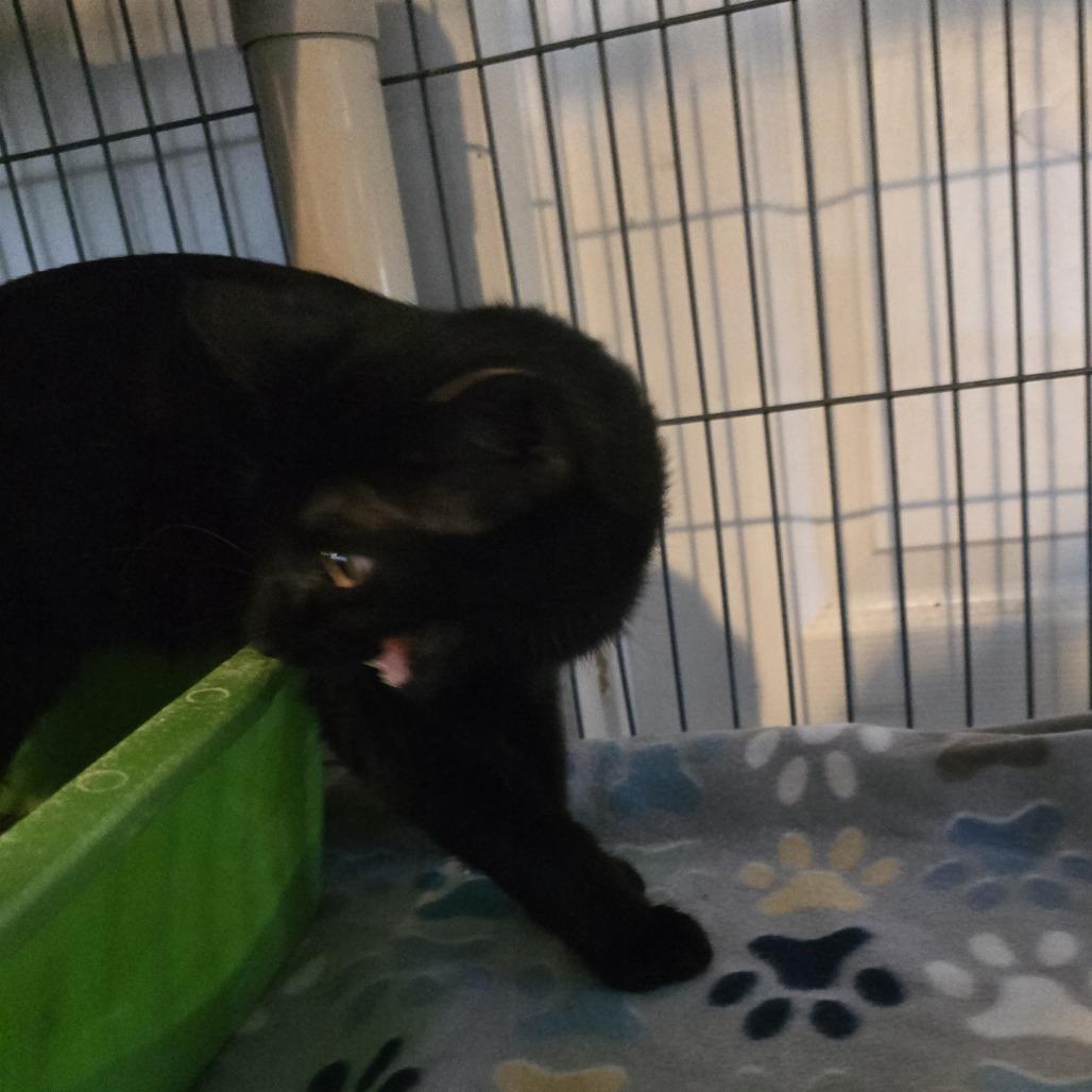 Enlarge Midnight, a Adoptable Domestic Short Hair in Hanna City, IL image 1/2