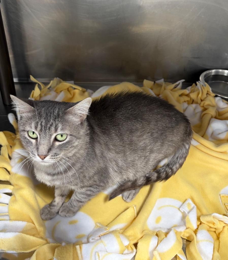 Cimion — thumbnail 2