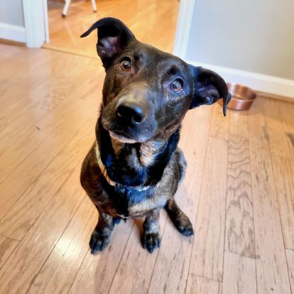 Enlarge Hazel, a Adopted mixed breed in Charlotte, NC image 1/5