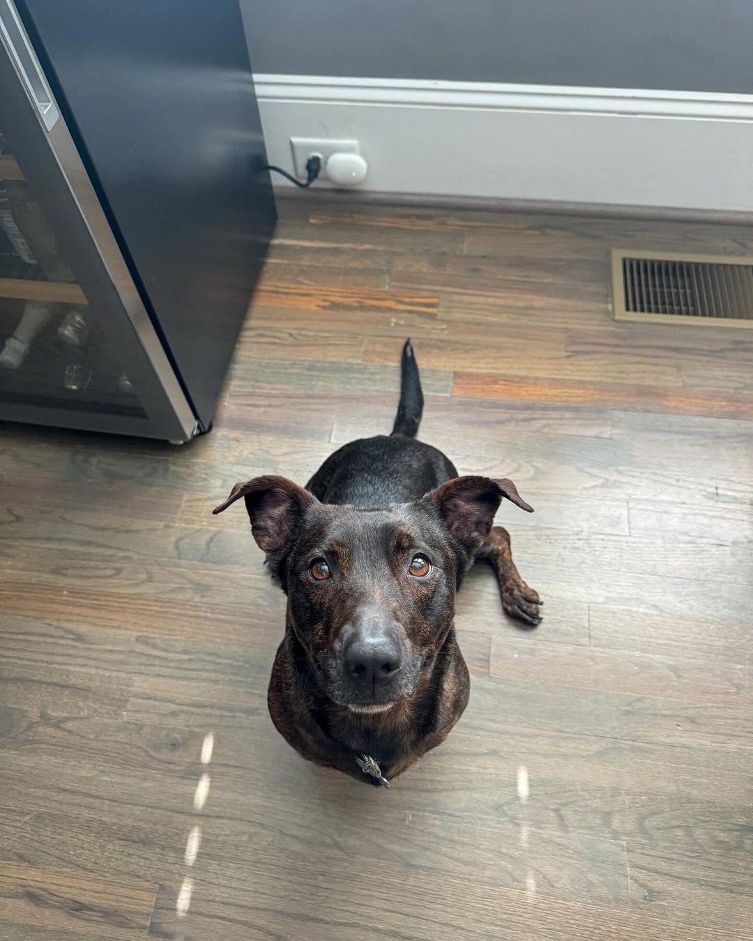 Enlarge Hazel, a Adopted mixed breed in Charlotte, NC image 3/5