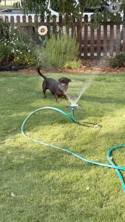 Enlarge Hazel, a Adopted mixed breed in Charlotte, NC video 4/5