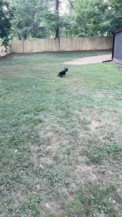 Enlarge Hazel, a Adopted mixed breed in Charlotte, NC video 5/5