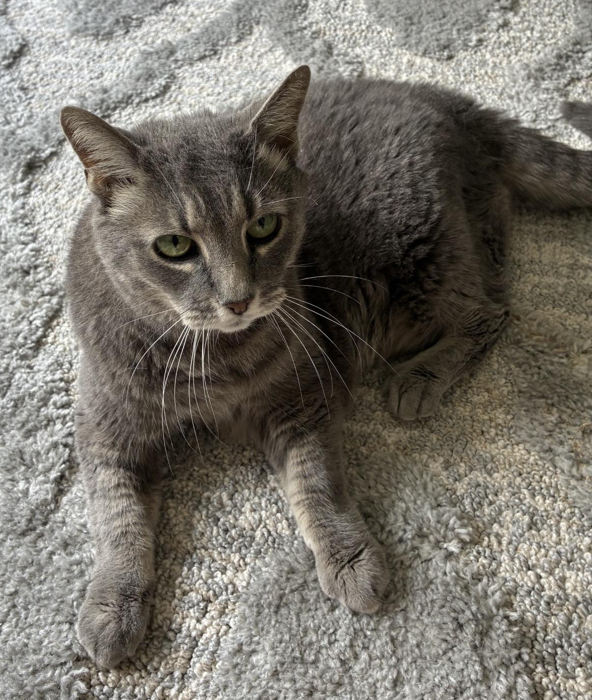 Olivia, ADOPTABLE, Senior Female Domestic Short Hair.