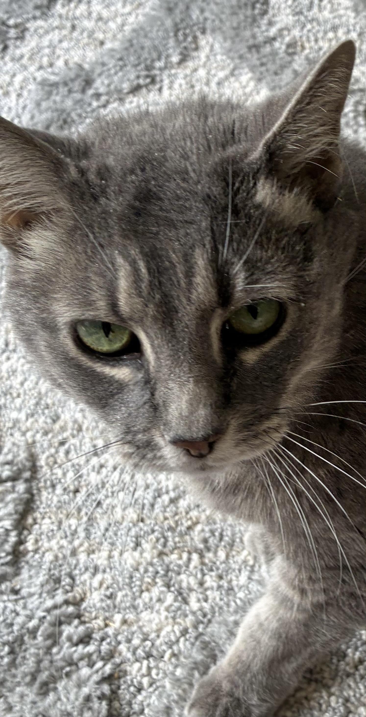 Enlarge Olivia, a ADOPTABLE Domestic Short Hair in BLACK MOUNTAIN, NC image 2/2