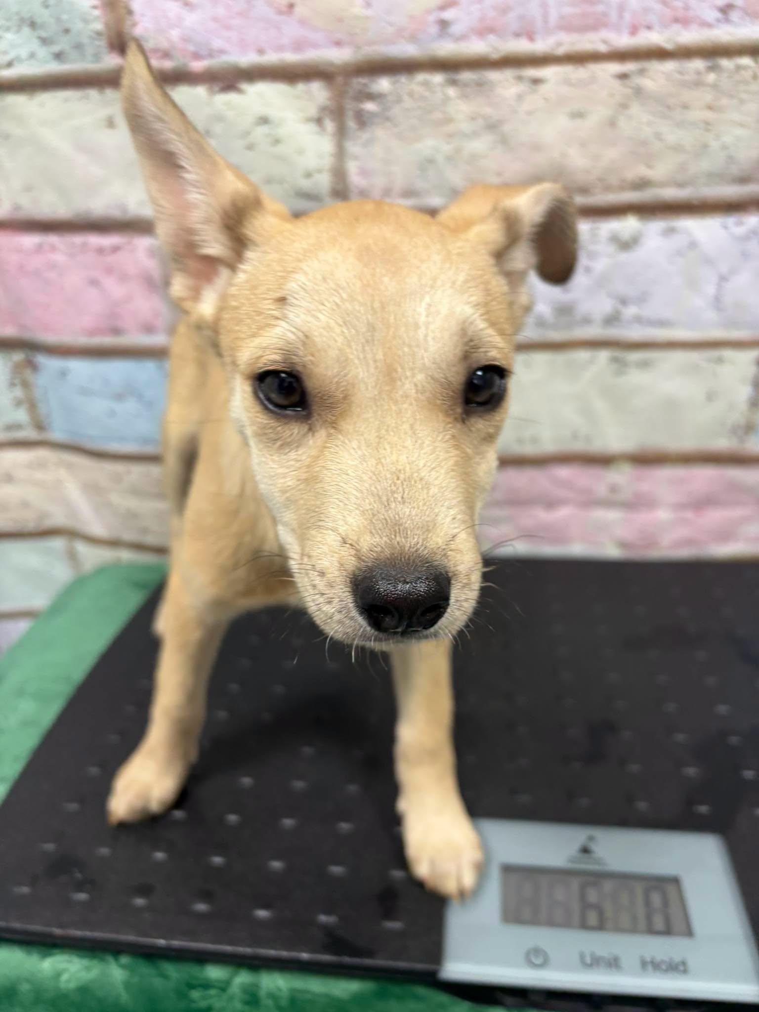 AC-4846 "Deb", ADOPTABLE, Young Female Husky.