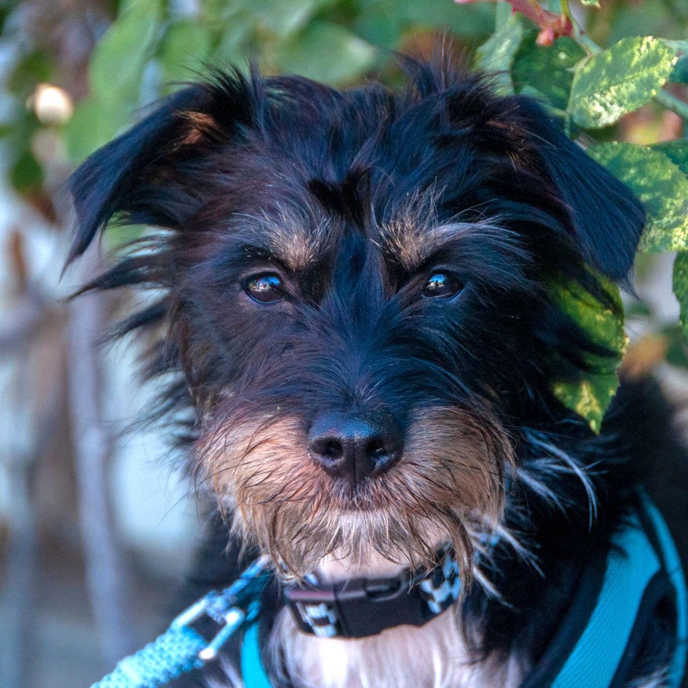 Enlarge Dr Pepper, a Adopted Toy Fox Terrier in San Jose, CA image 1/3