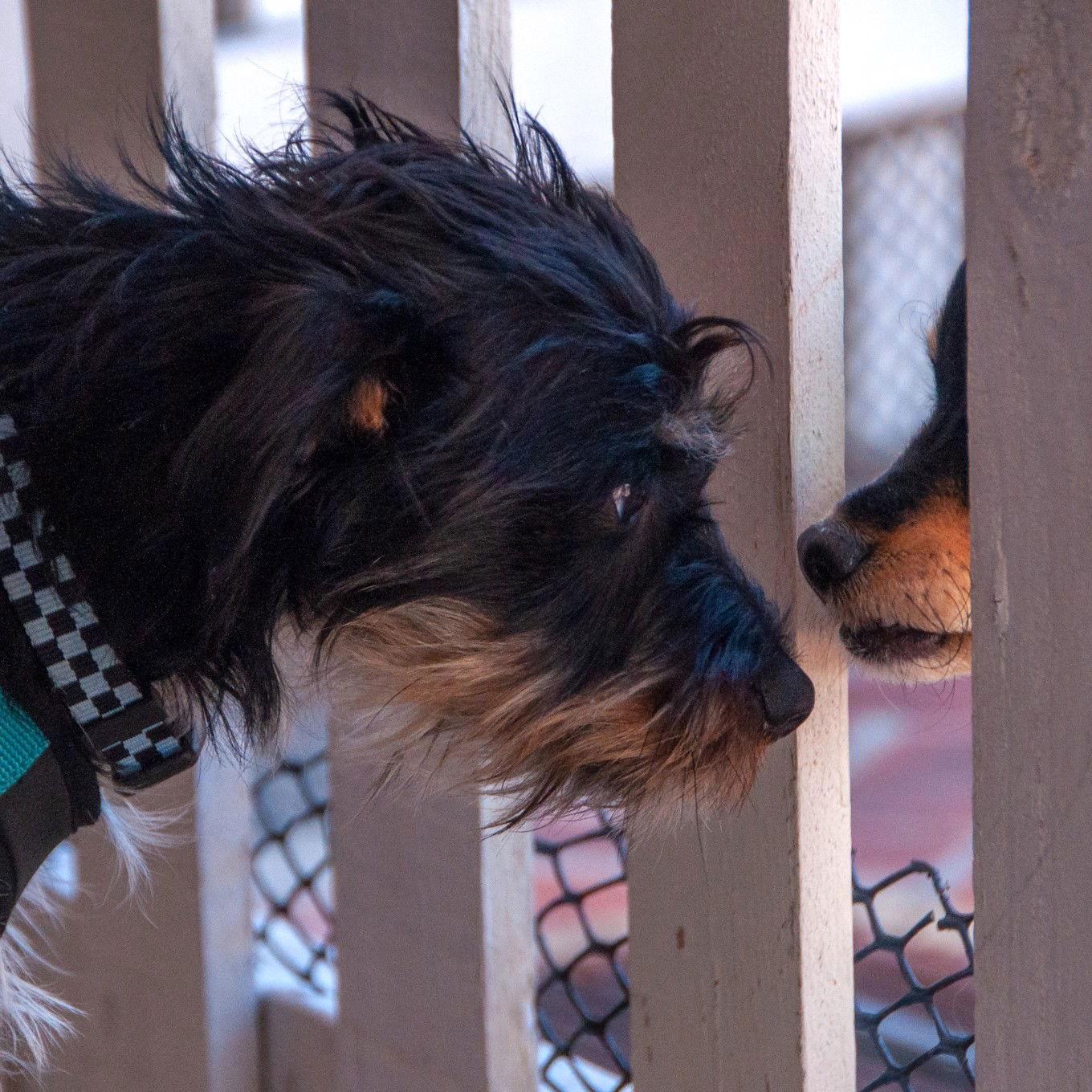Enlarge Dr Pepper, a Adopted Toy Fox Terrier in San Jose, CA image 3/3