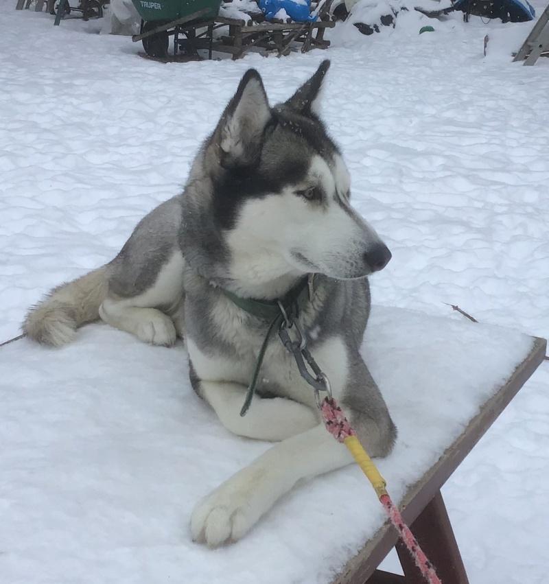 Kay, an adoptable Siberian Husky in Bancroft, ON, K0L 1C0 | Photo Image 3