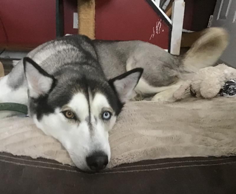 Kay, an adoptable Siberian Husky in Bancroft, ON, K0L 1C0 | Photo Image 4