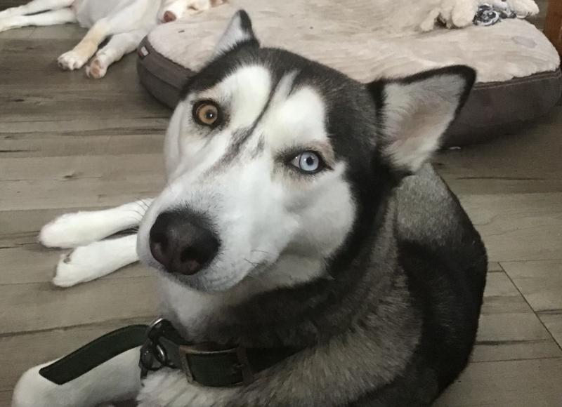 Kay, an adoptable Siberian Husky in Bancroft, ON, K0L 1C0 | Photo Image 1