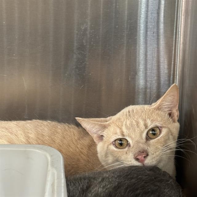 SUNNY, Adoptable, Young Male Domestic Short Hair.