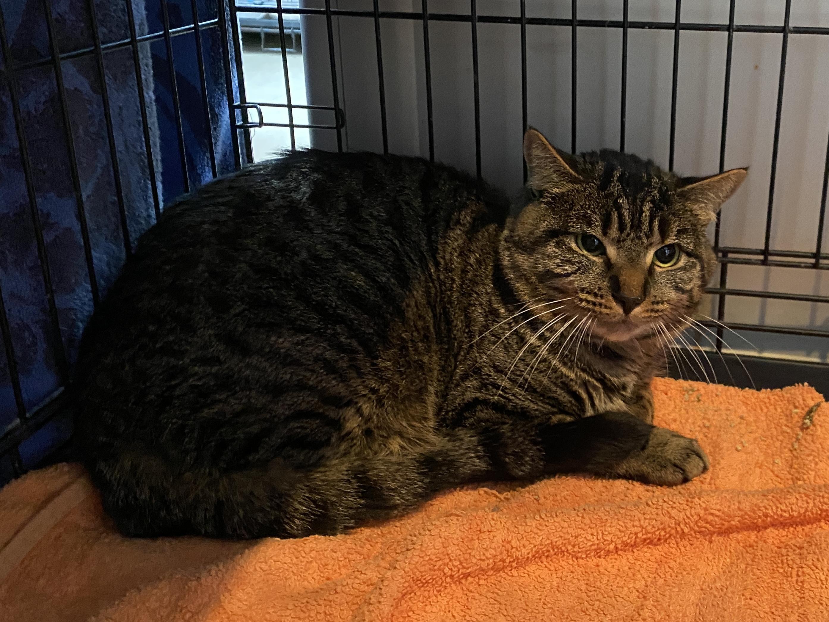 Brown Bag Lunch, ADOPTABLE, Adult Male Domestic Short Hair.