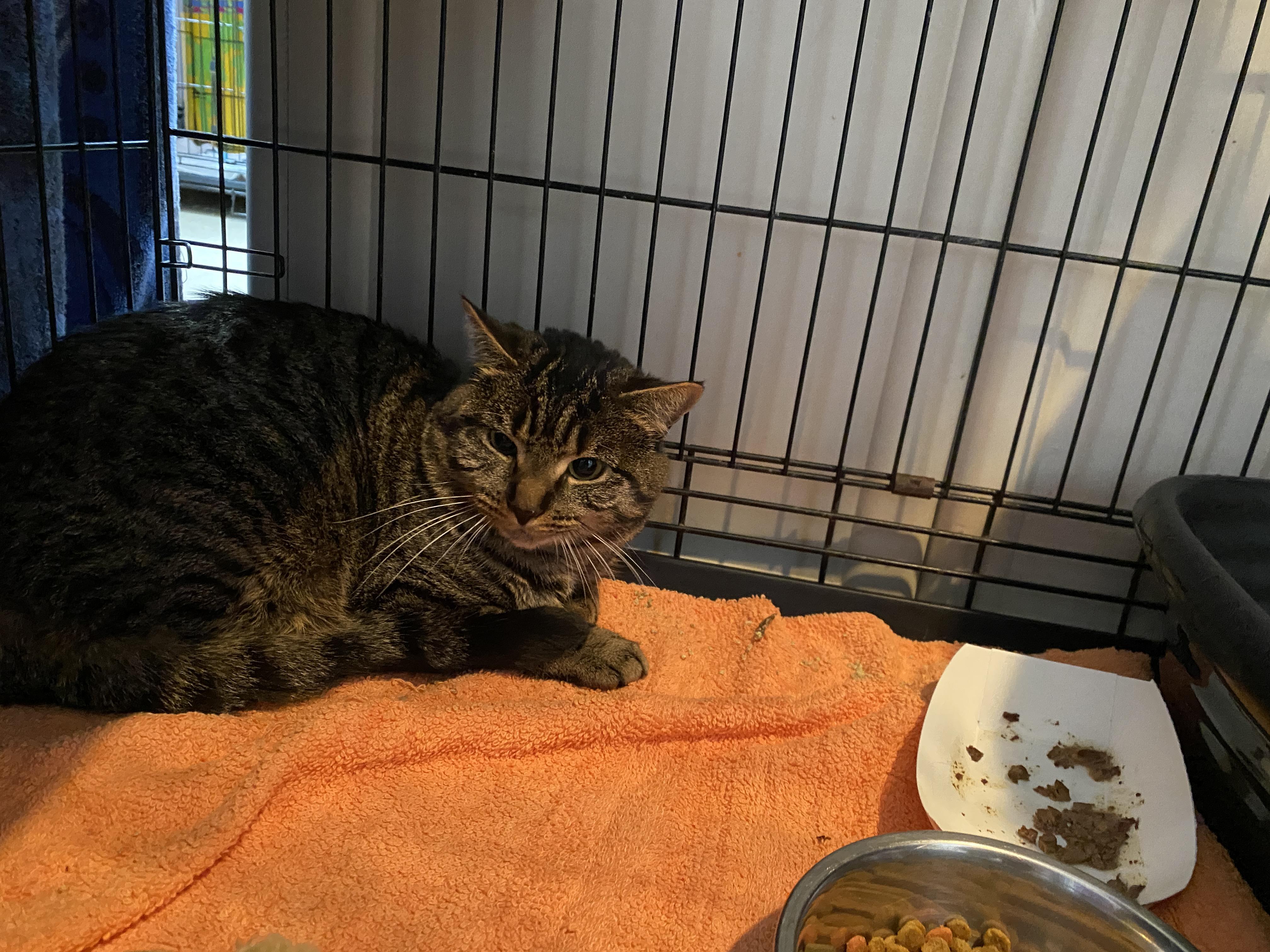 Enlarge Brown Bag Lunch, a ADOPTABLE Domestic Short Hair in Salisbury, MA image 2/3