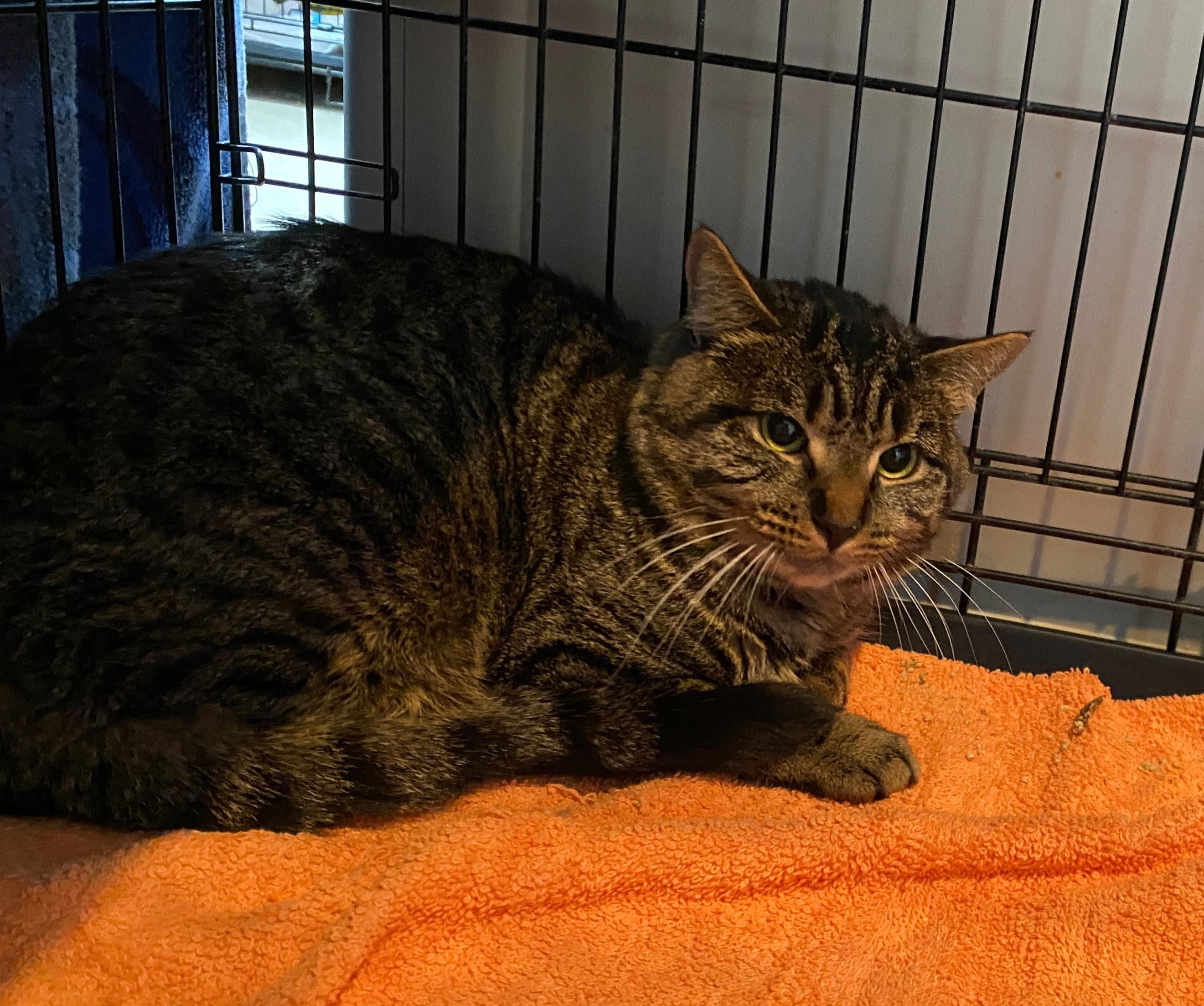 Enlarge Brown Bag Lunch, a ADOPTABLE Domestic Short Hair in Salisbury, MA image 3/3