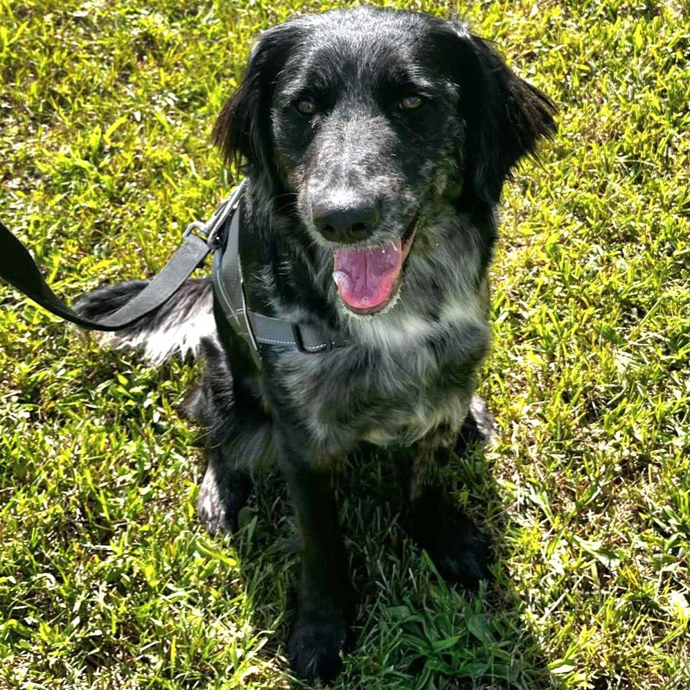 Roxy, Adult Female Australian Cattle Dog / Blue Heeler