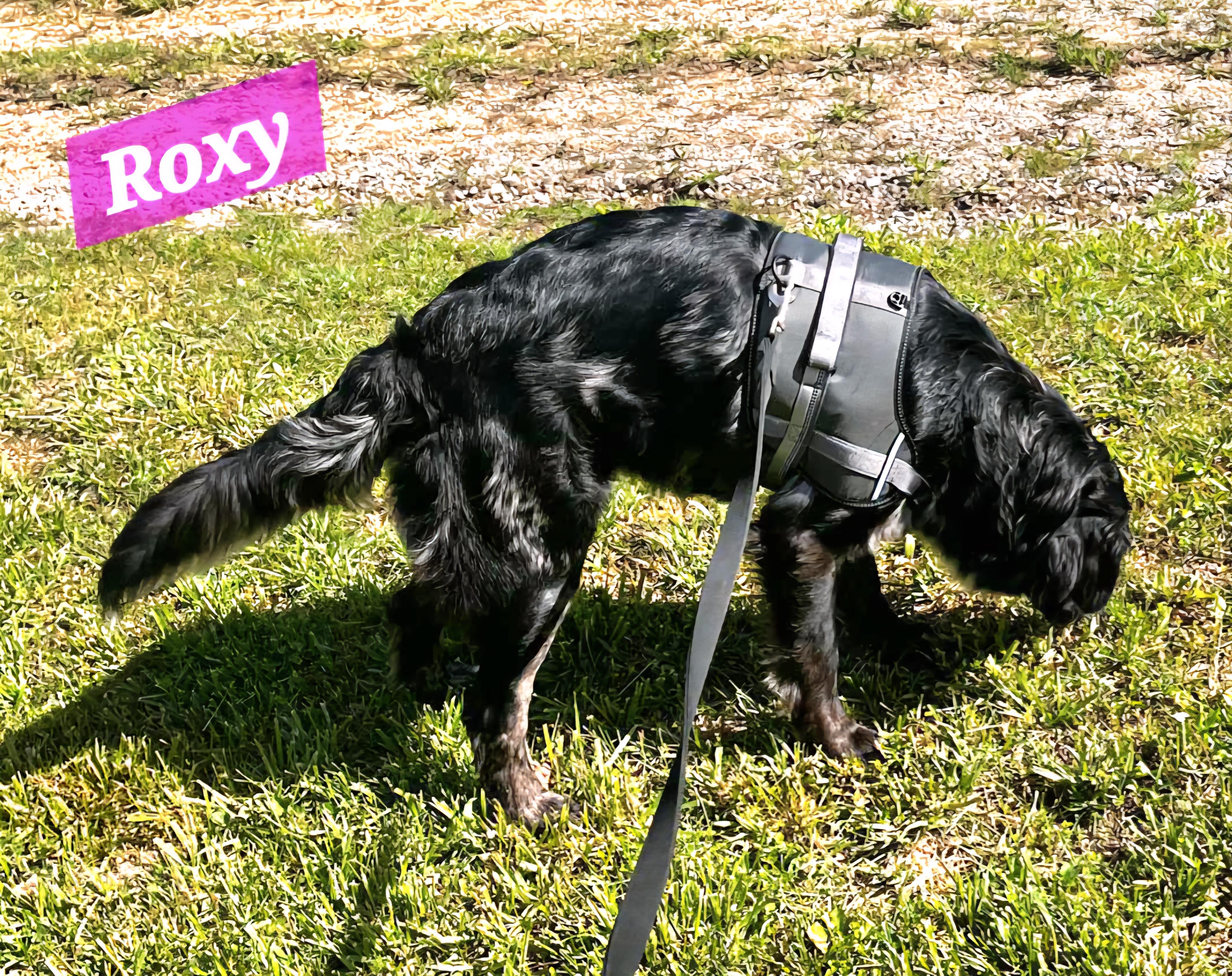 Roxy photo 4