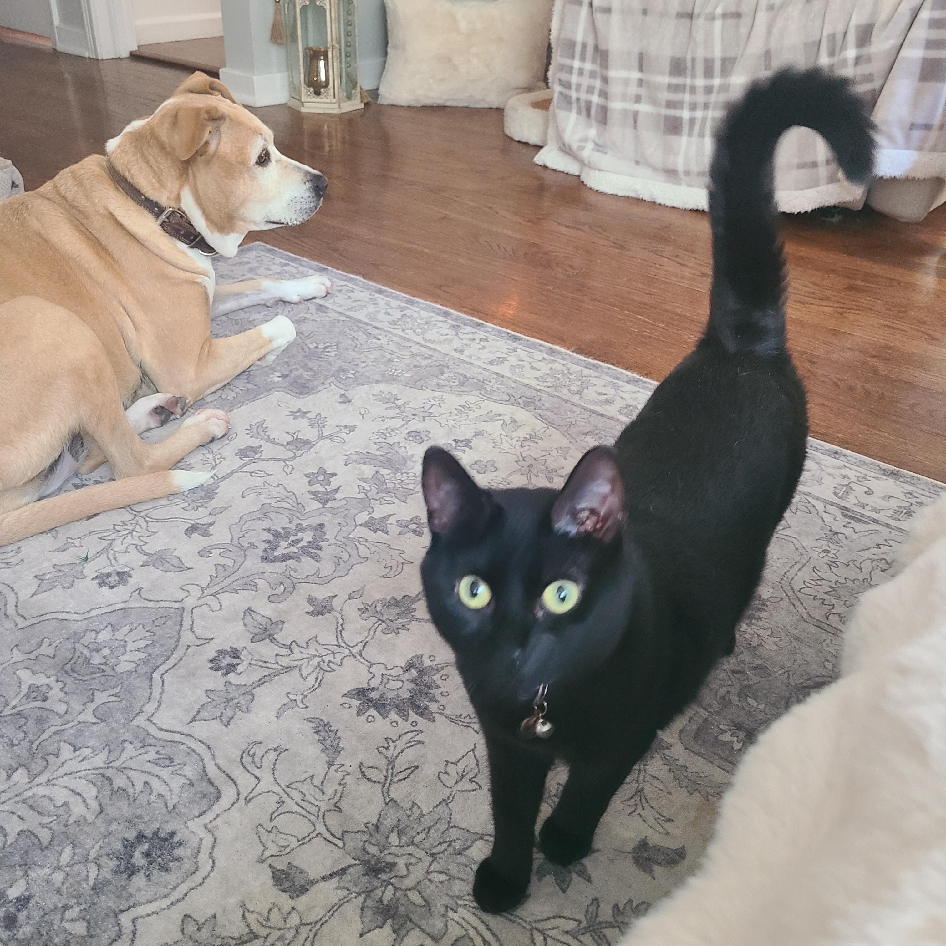 Zara, Adoptable, Adult Female Bombay.