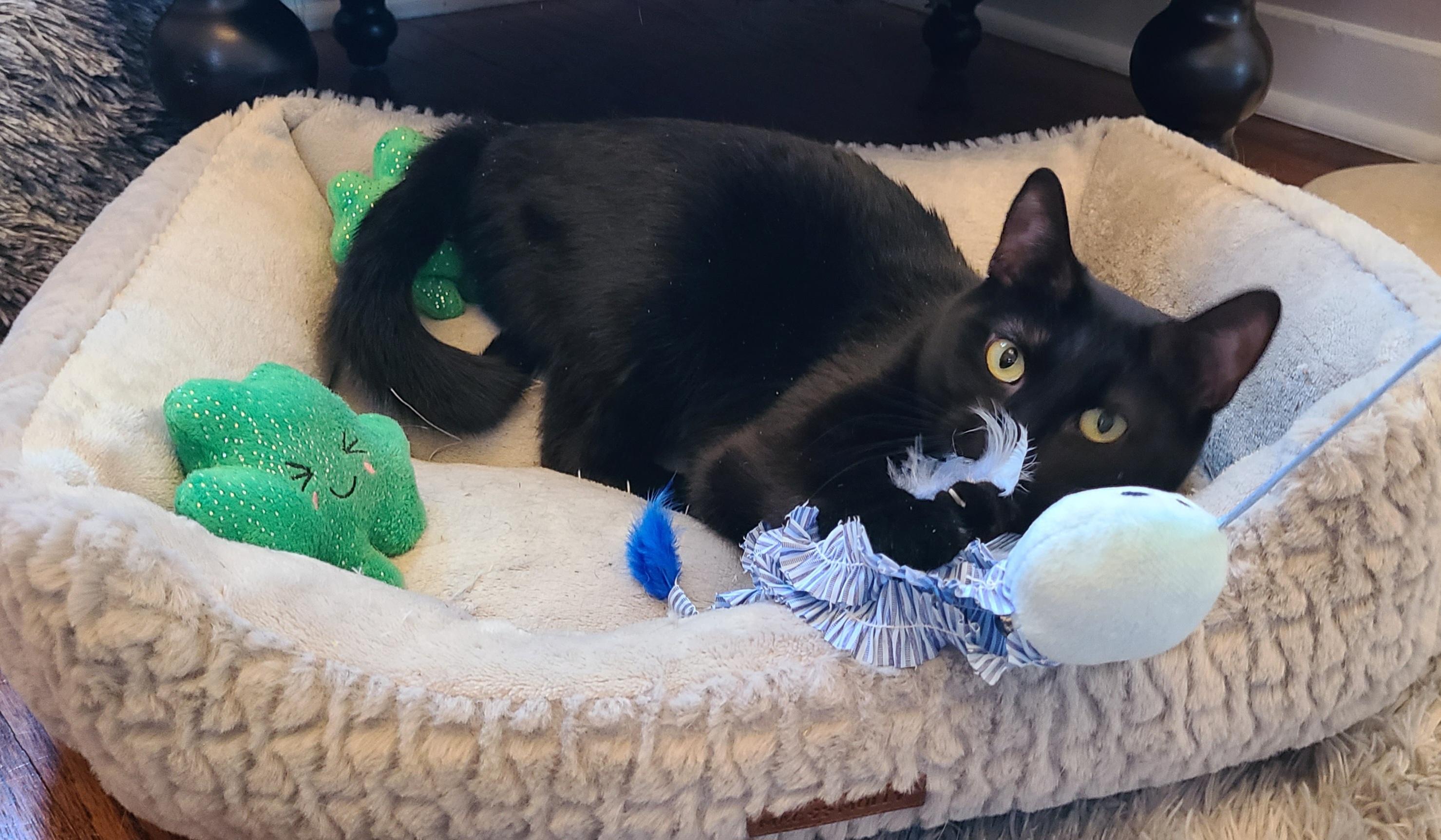 Enlarge Zara, a Adoptable Bombay in Detroit, MI image 3/6