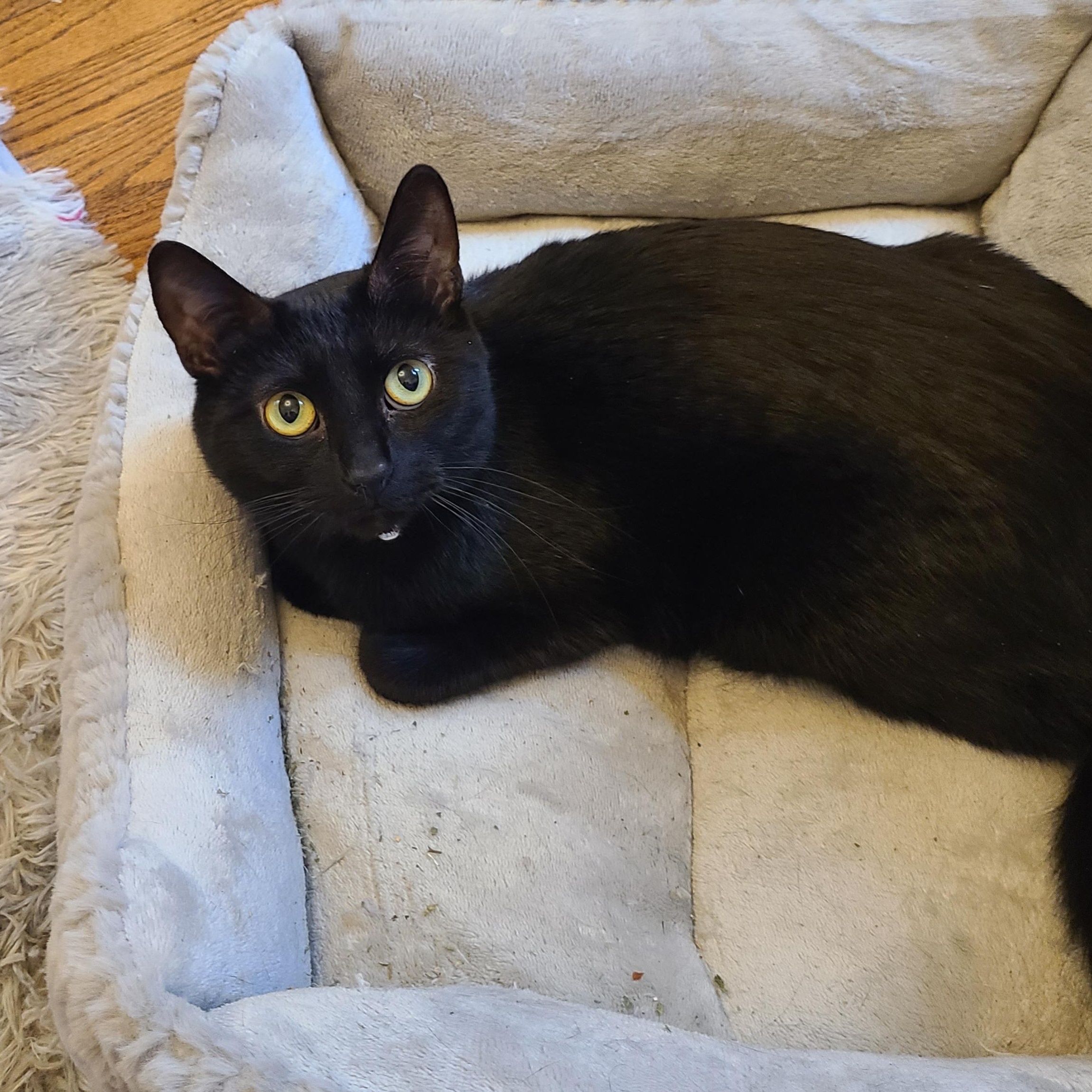 Enlarge Zara, a Adoptable Bombay in Detroit, MI image 2/6