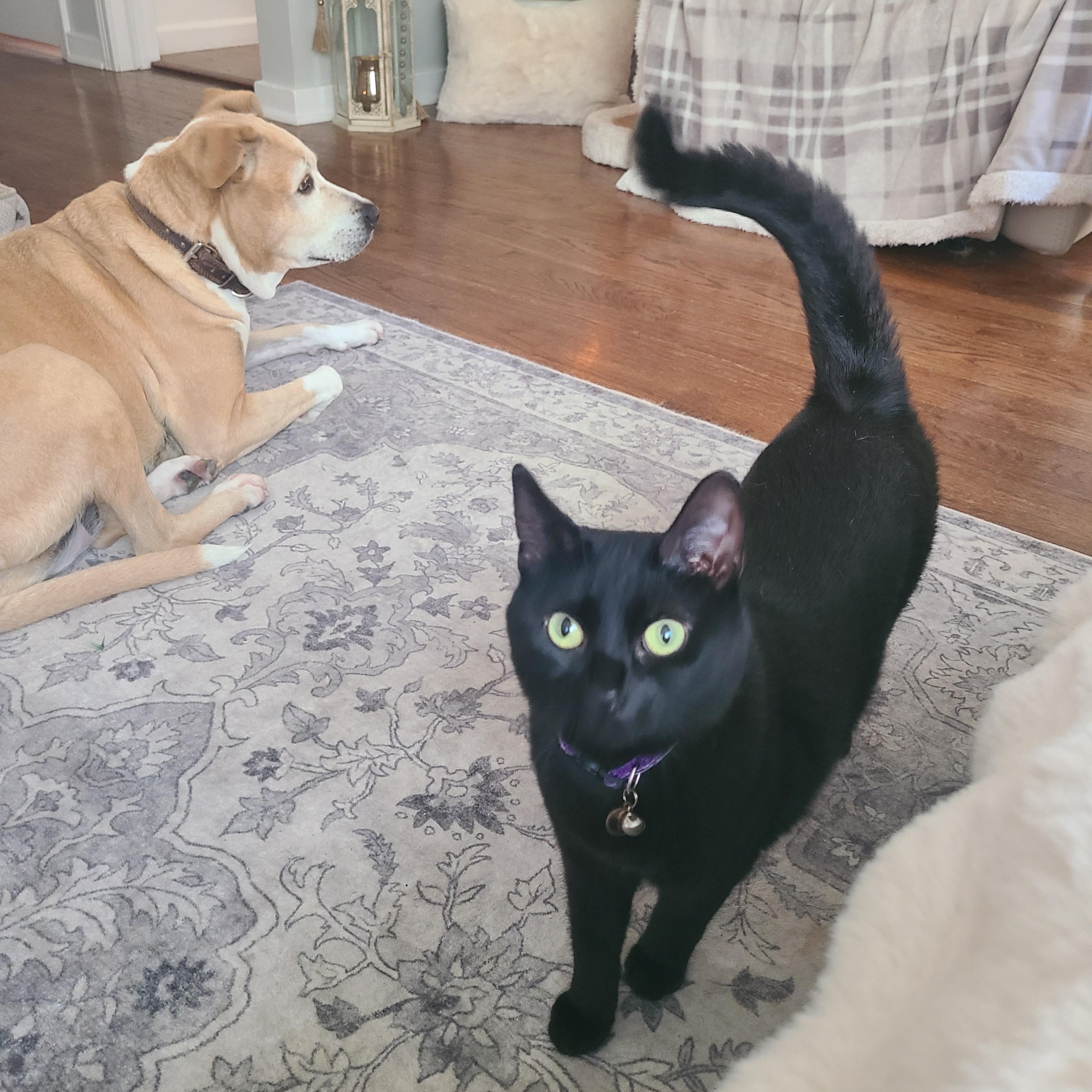 Enlarge Zara, a Adoptable Bombay in Detroit, MI image 5/6