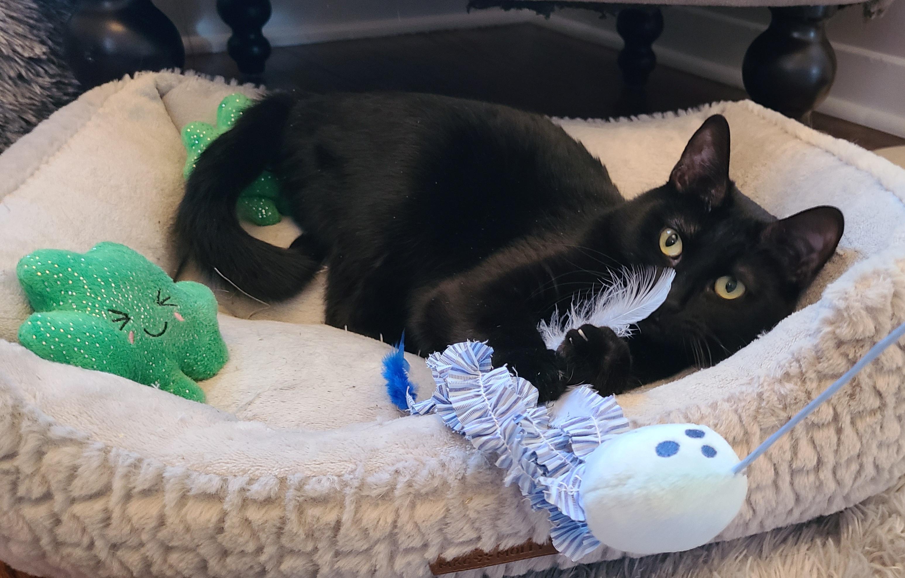 Enlarge Zara, a Adoptable Bombay in Detroit, MI image 6/6