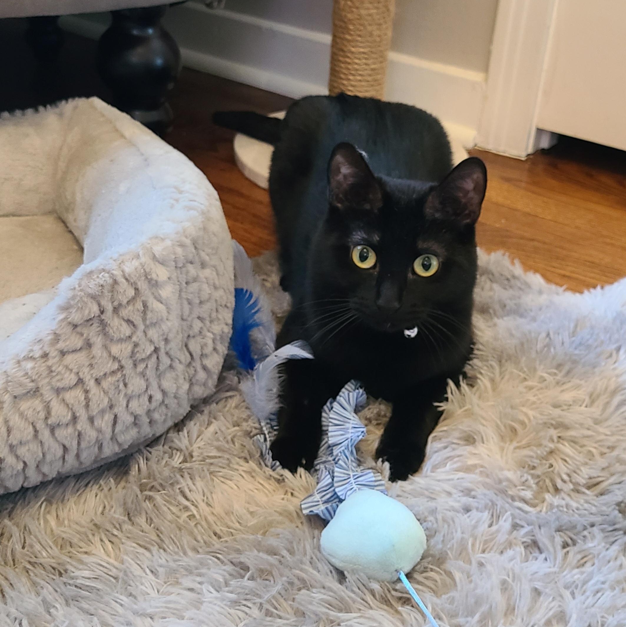 Enlarge Zara, a Adoptable Bombay in Detroit, MI image 4/6