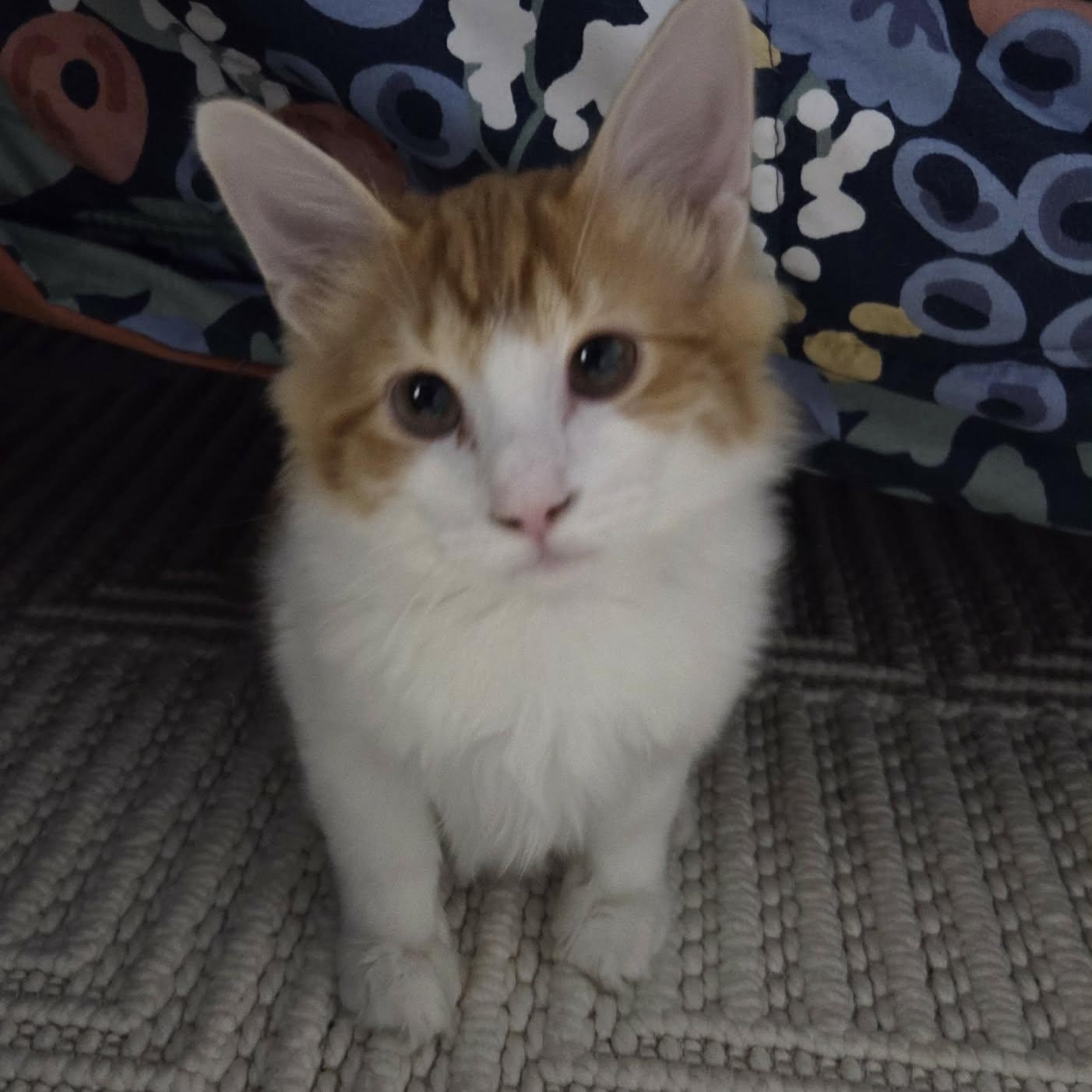 RANCH, ADOPTABLE, Kitten Male Manx & Domestic Medium Hair.