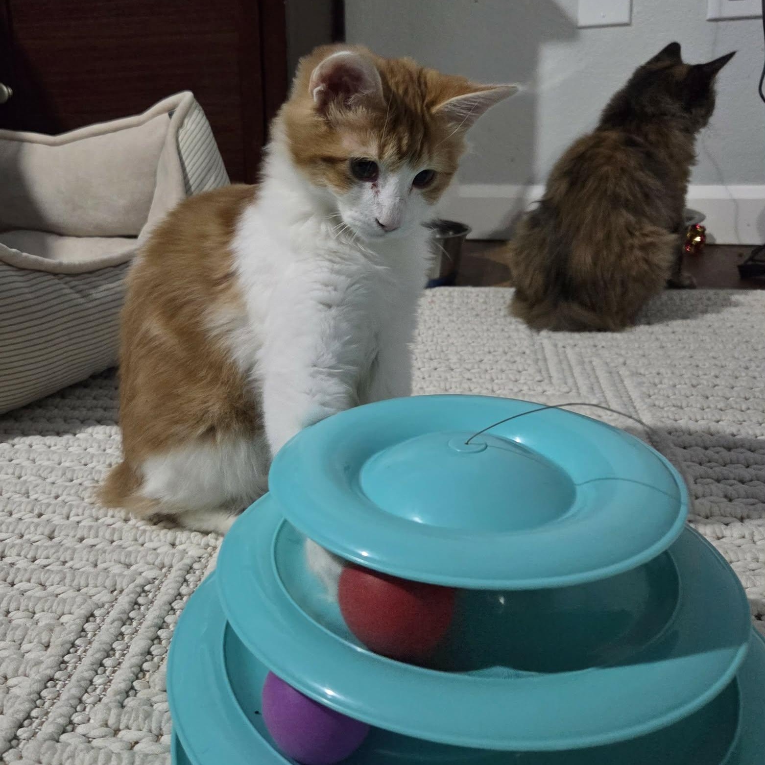 Enlarge RANCH, a ADOPTABLE mixed breed in Loveland, CO image 3/6