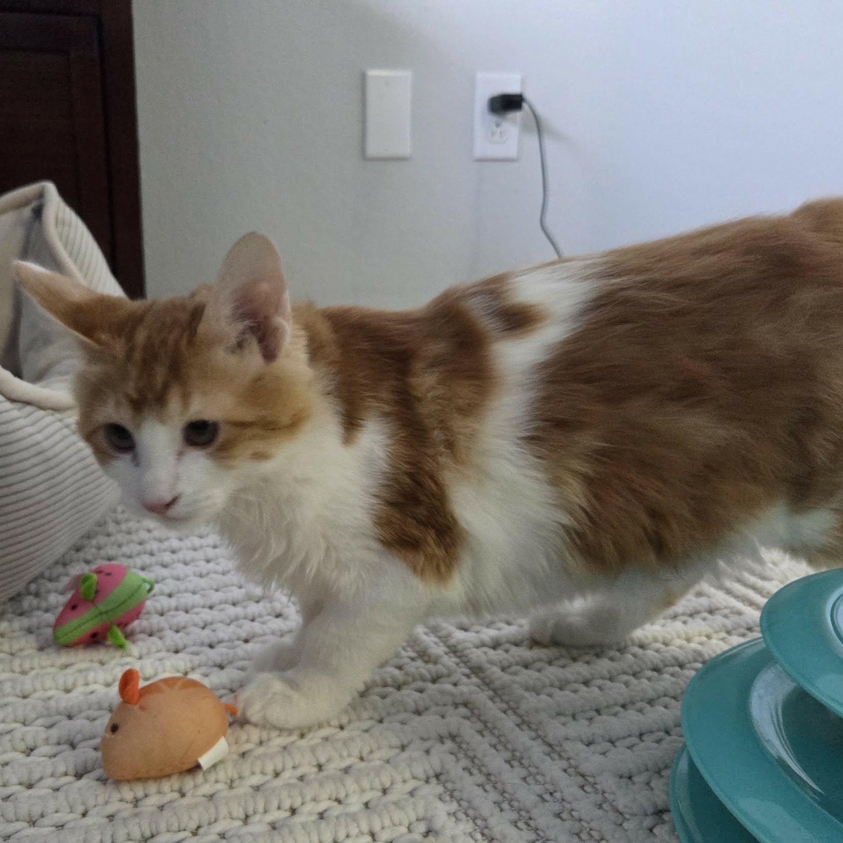 Enlarge RANCH, a ADOPTABLE mixed breed in Loveland, CO image 2/6