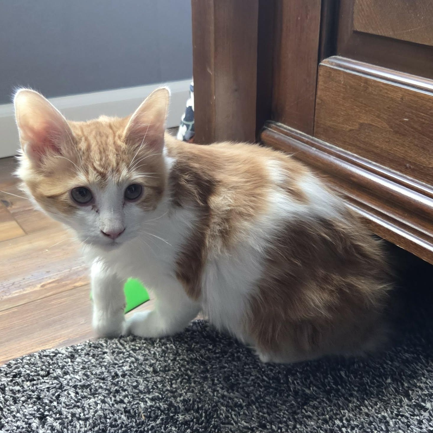 Enlarge RANCH, a ADOPTABLE mixed breed in Loveland, CO image 5/6