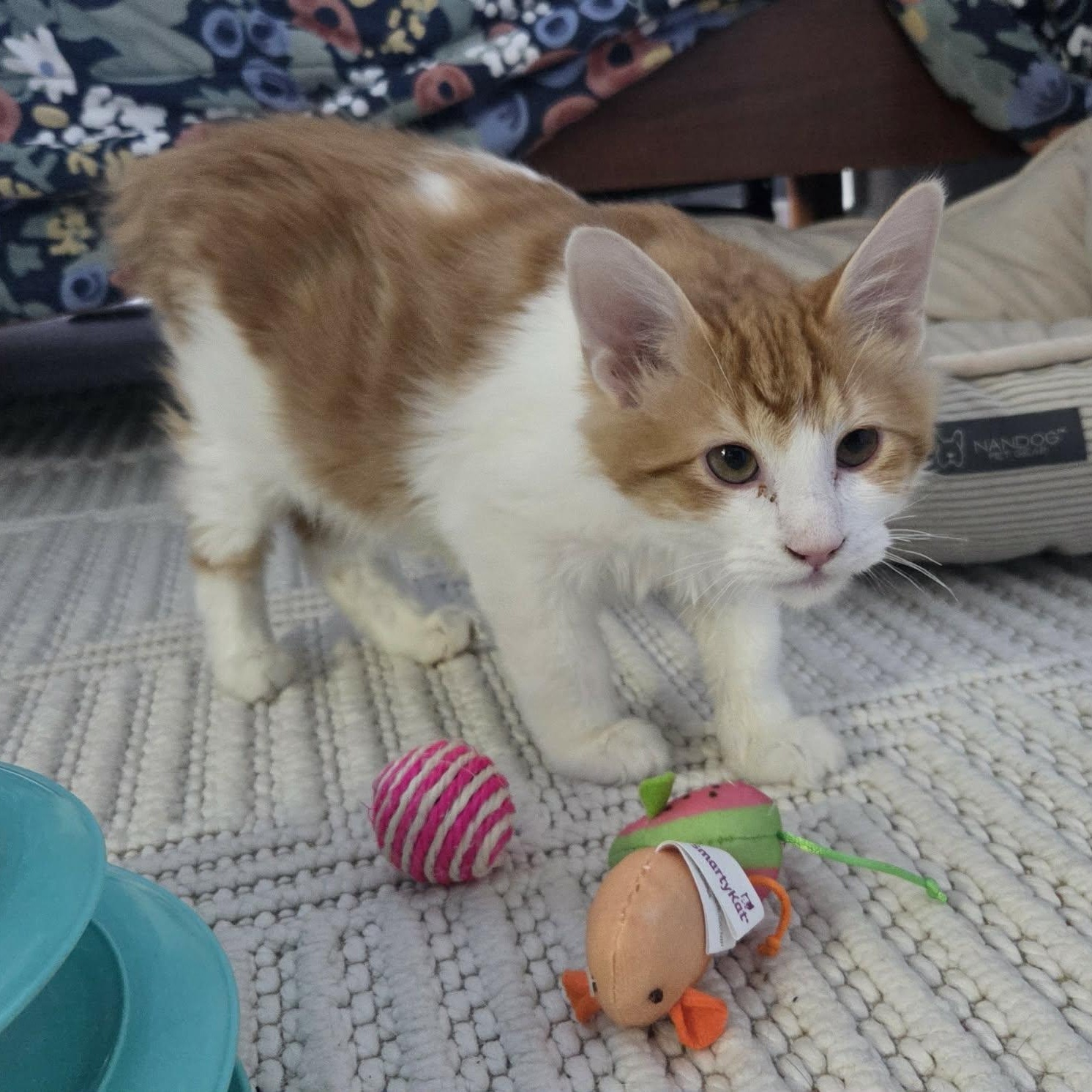 Enlarge RANCH, a ADOPTABLE mixed breed in Loveland, CO image 6/6