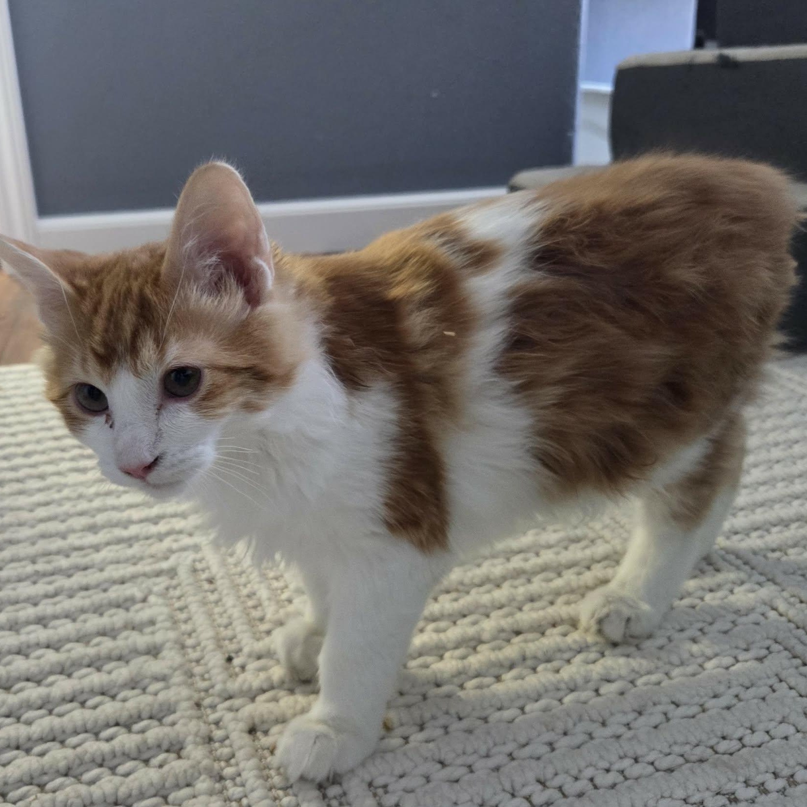 Enlarge RANCH, a ADOPTABLE mixed breed in Loveland, CO image 4/6