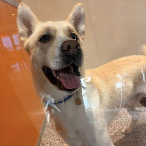 Enlarge Butterscotch, a Adoptable mixed breed in Salt Lake City, UT image 1/2