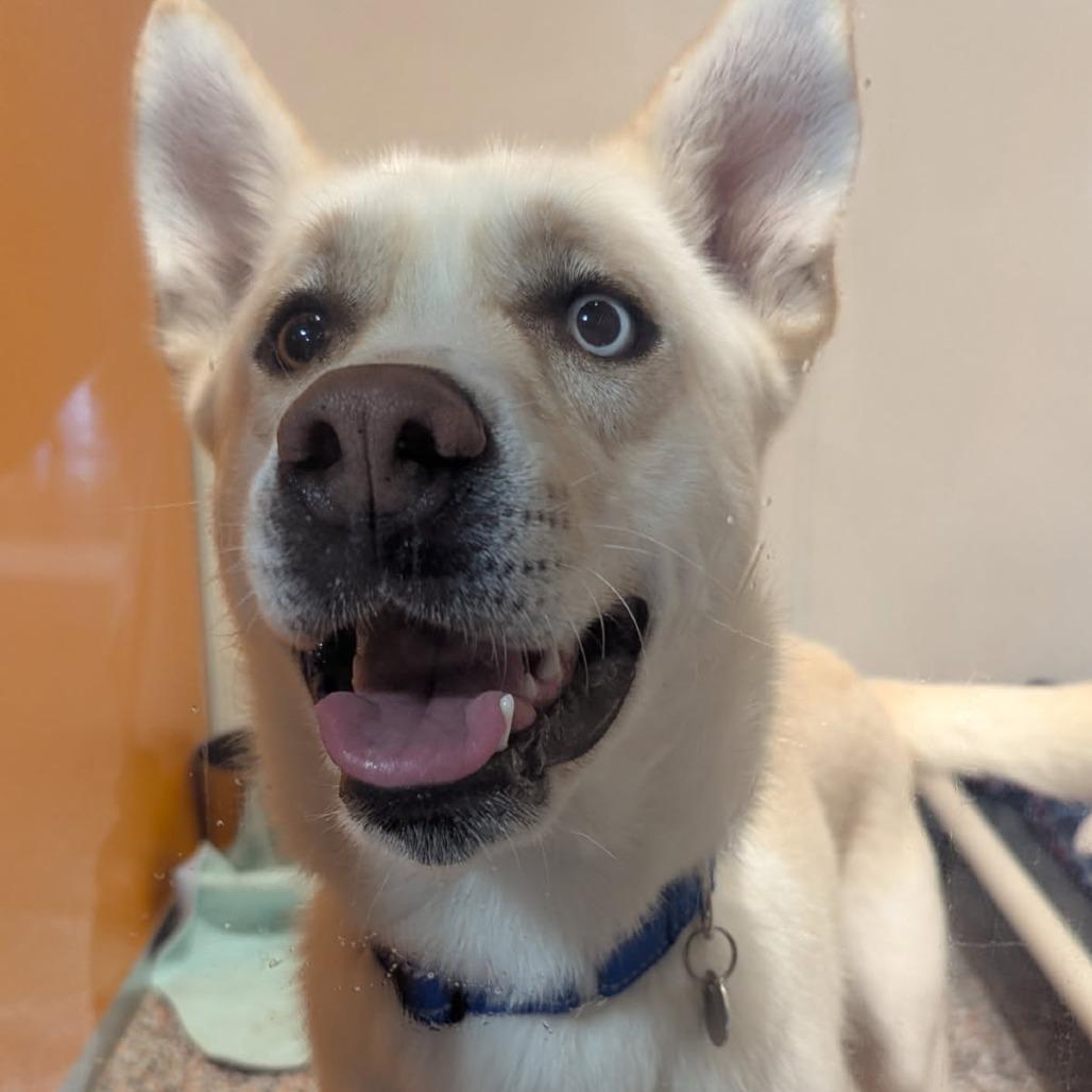 Enlarge Butterscotch, a Adoptable mixed breed in Salt Lake City, UT image 2/2
